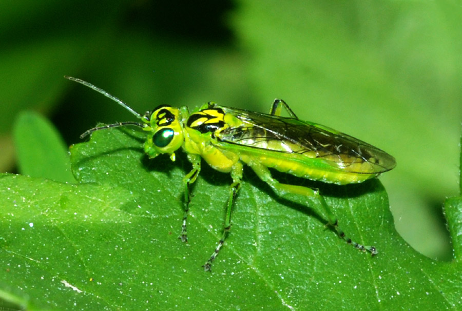 Imenottero verde: Tenthredinidae, Rhogogaster viridis